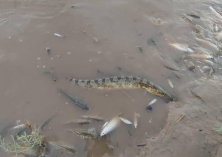 هزاران قطعه ماهی با وقوع پدیده مونسون در بخش عقیلی گتوند تلف شد