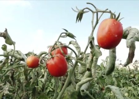 برداشت ۷ هزار تن گوجه فرنگی در شهرستان باغملک