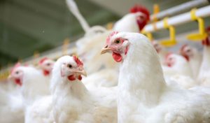 ۷۰ تن مرغ منجمد قاچاق در مرز شلمچه کشف شد