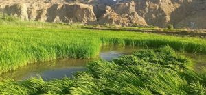 پنج هزار هکتار از زمین های کشاورزی شهرستان باغملک زیر کشت برنج رفته است