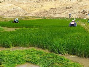 فصل زیبای برنج کاری(تولک زنون) در شهرستان باغملک