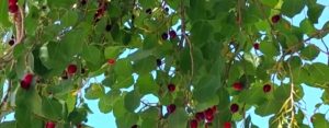 برداشت گیاه خوشبو و زینتی مِهلُو یا گیلاس وحشی در ارتفاعات امام زاده عبدالله صیدون