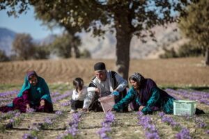 کشت زعفران دیم و دیگر گیاهان دارویی در شهرستان دزپارت
